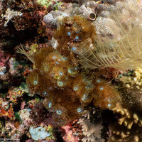 Acrozoanthus australiae (Stick Anemone)