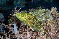 Oxycheilinus digramma (Cheek-Lined Wrasse)