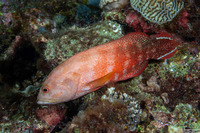 Cephalopholis urodeta (Flagtail Grouper)