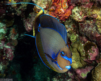 Naso vlamingii (Bignose Unicornfish)