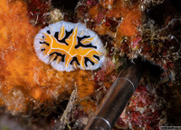 Reticulidia fungia (Mushroom Coral Reticulidia)