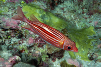 Sargocentron microstoma (Smallmouth Squirrelfish)