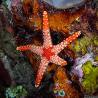 Fromia monilis (Peppermint Sea Star)