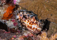 Cypraea tigris (Tiger Cowry)