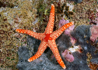 Fromia monilis (Peppermint Sea Star)