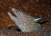 Gymnothorax favagineus (Honeycomb Moray)