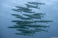 Sphyraena helleri (Heller's Barracuda)