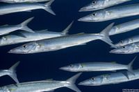 Sphyraena forsteri (Bigeye Barracuda)