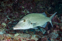 Lethrinus olivaceus (Longface Emperor)