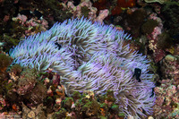 Heteractis crispa (Sebae Anemone)