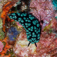 Phyllidiella pustulosa (Pustulose Phyllidia)