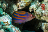 Pseudocheilinus hexataenia (Sixstripe Wrasse)