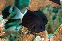 Chromis margaritifer (Bicolor Chromis)