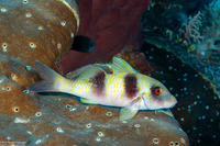 Parupeneus crassilabris (Doublebar Goatfish)