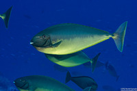 Naso hexacanthus (Sleek Unicornfish)