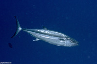 Gymnosarda unicolor (Dogtooth Tuna)