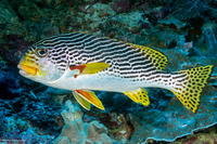 Plectorhinchus lineatus (Diagonal-Banded Sweetlips)