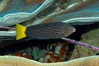 Anampses meleagrides (Yellowtail Wrasse)