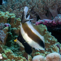 Heniochus chrysostomus (Pennant Bannerfish)