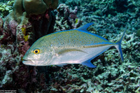 Caranx melampygus (Bluefin Trevally)