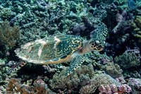 Eretmochelys imbricata (Hawksbill Turtle)