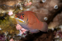 Pseudocheilinus evanidus (Disappearing Wrasse)