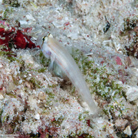 Gnatholepis anjerensis (Eyebar Goby)