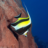 Zanclus cornutus (Moorish Idol)