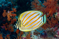 Chaetodon ornatissimus (Ornate Butterflyfish)