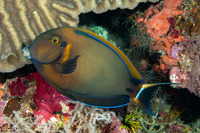 Acanthurus bariene (Roundspot Surgeonfish)