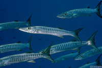 Sphyraena qenie (Blackfin Barracuda)
