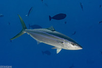 Elagatis bipinnulata (Rainbow Runner)
