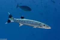 Sphyraena barracuda (Great Barracuda)