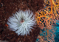 Sabellastarte sp.1 (Feather Duster Worm)