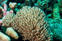 Paralemnalia thyrsoides (Paralemnalia Thyrsoides)