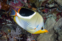 Chaetodon ephippium (Saddled Butterflyfish)