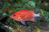 Sargocentron caudimaculatum (Tailspot Squirrelfish)