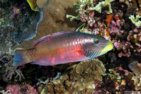 Oxycheilinus digramma (Cheek-Lined Wrasse)
