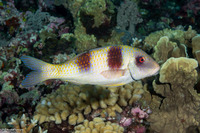 Parupeneus crassilabris (Doublebar Goatfish)