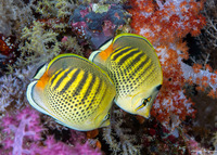 Chaetodon punctatofasciatus (Spot-Banded Butterflyfish)