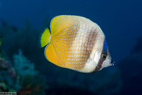 Chaetodon kleinii (Blacklip Butterflyfish)