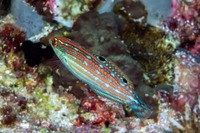 Halichoeres claudia (Claudia's Wrasse)