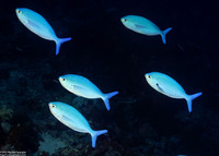 Caesio lunaris (Lunar Fusilier)