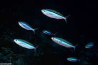 Pterocaesio tile (Bluestreak Fusilier)