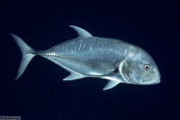 Caranx ignobilis (Giant Trevally)