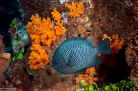 Dascyllus trimaculatus (Threespot Dascyllus)