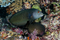 Novaculichthys taeniourus (Rockmover Wrasse)