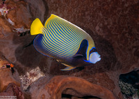 Pomacanthus imperator (Emperor Angelfish)
