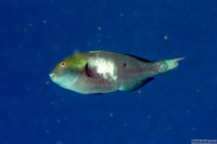 Calotomus carolinus (Stareye Parrotfish)