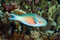 Chlorurus spilurus (Bullethead Parrotfish)